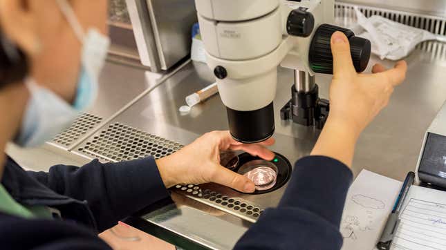 Image for article titled Sexual Misconduct Allegation Uncovered at IVF 'Mixup' Clinic