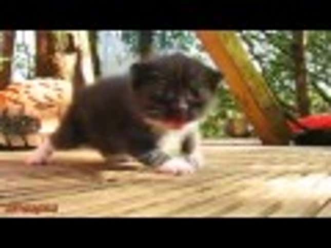 I Love This Kittens Learning to Walk Compilation