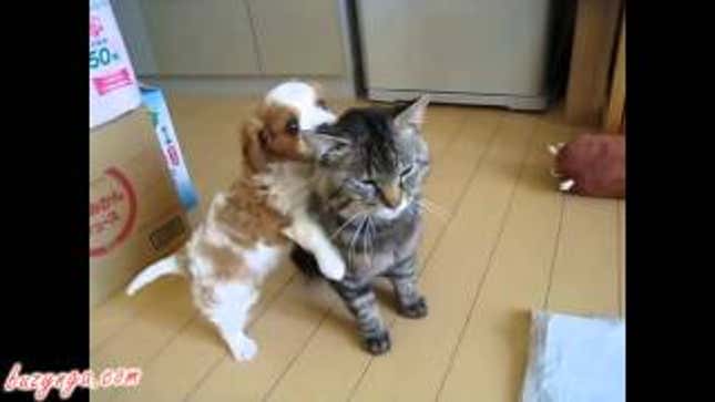 Here's 10 Minutes of Kittens Just for You