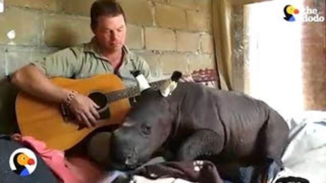 Palate Cleanser: This Man Is Playing a Lullaby for a Wee Baby Rhino