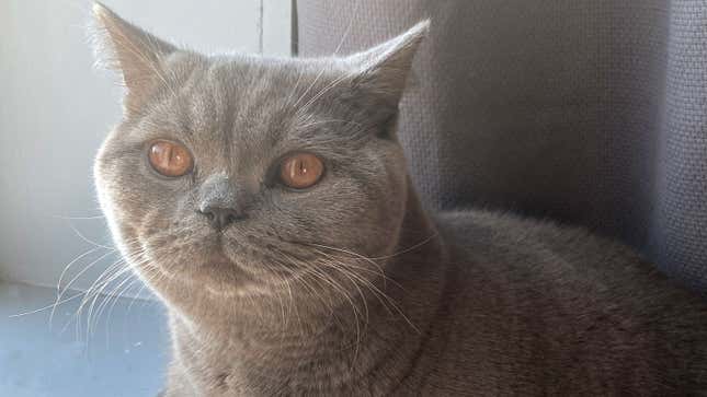 Image for article titled I Adore Him; He Tolerates Me: The Blessing of My Emotionally Unavailable Cat