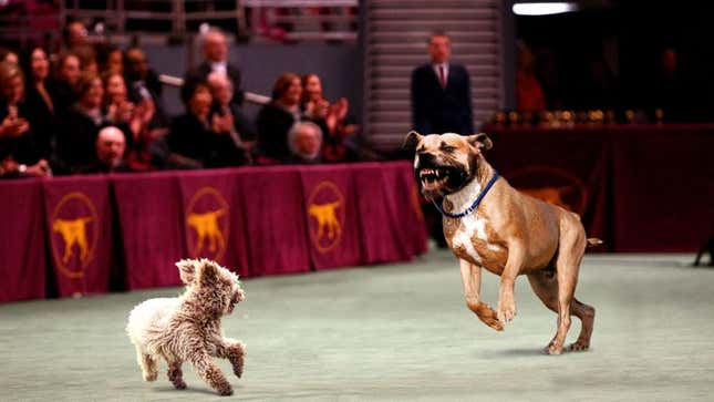 Image for article titled Nitro Expected To Win Westminster Dog Fight