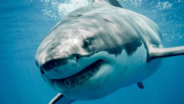 Image for article titled Report: Sharks To Only Kill 10 People This Year But One Of Them Will Be You