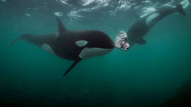 Image for article titled Photographer Who Turned Down an Invitation to Dine With Orcas Has Regrets