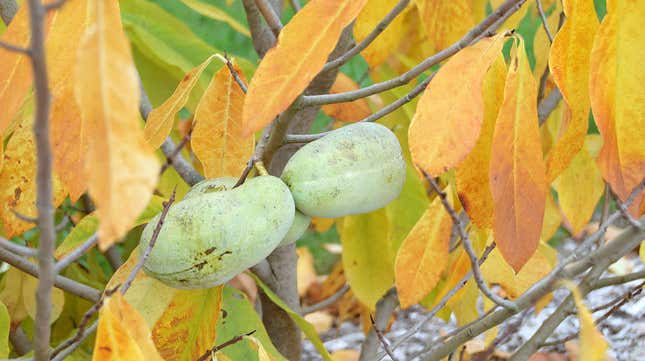 Pawpaw fruit growing on tree