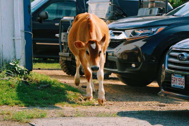 Image for article titled Impressions of Crouton, a Moderately Famous Internet Cow