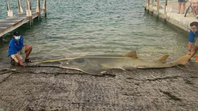 The largest known smalltooth sawfish was discovered last week.
