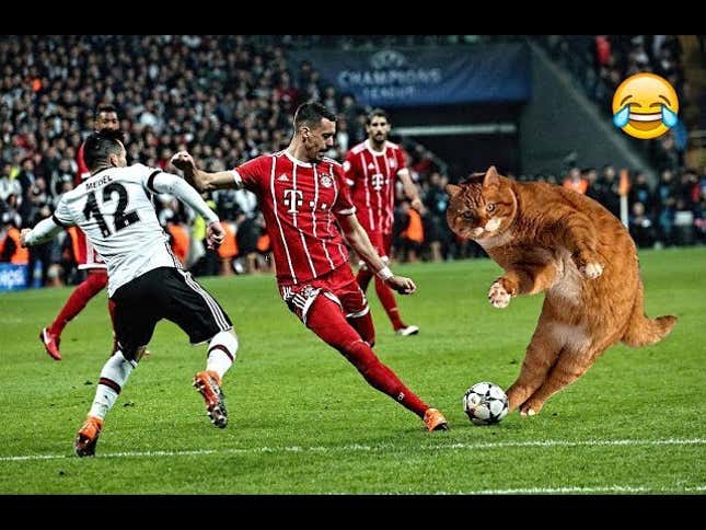 UEFA Rudely Fines Besiktas For Delightful Cat On Pitch