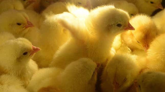 Sacramento farm seeks dedicated chicken hatchers