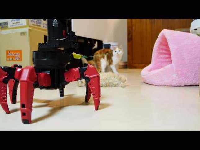 Cats Versus Robot in a Lethal Battle of Cute
