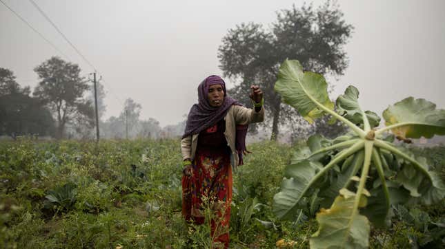 Farmers work in the early morning on a cauliflower farm on Jan. 15, 2021 in Bulandshahr, India.