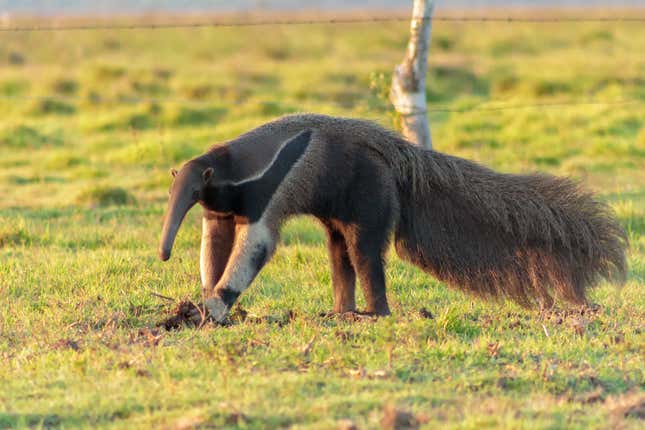 Image for article titled A Brazilian Highway Is Killing Its Giant Anteaters