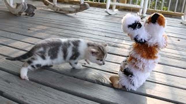 Here Are Kittens Playing With a Kitten Puppet