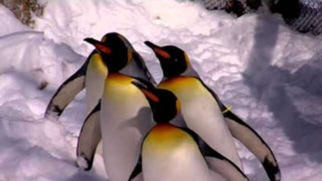 Cincinnati Zoo's Pandas and Penguins: 'This Weather Rules'