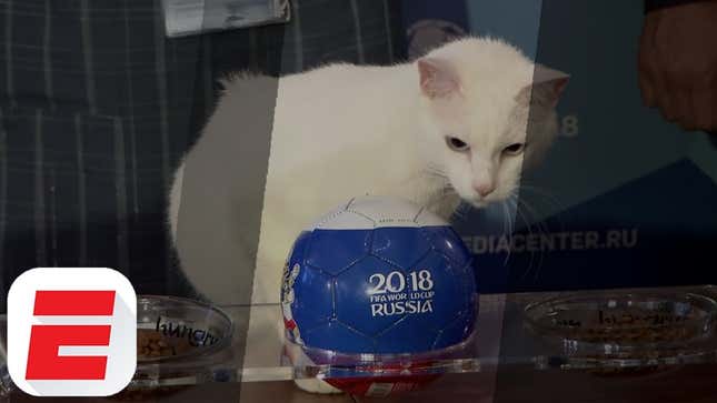Achilles The Psychic Cat Picks Russia To Win World Cup Match Because He Knows Where His Mice Are Buttered