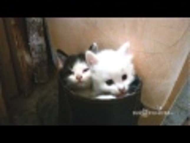 These Kittens Are Perfectly Content Being Stuck in a Boot