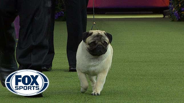 Biggie, a Thick Pug With a Thicker Heart, Was Robbed