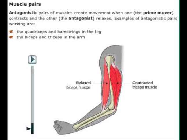 Release a Muscle Cramp Instantly by Contracting the Opposite Muscle