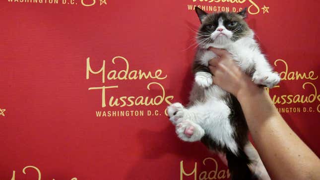 Image for article titled Grumpy Cat Is Out of Her Misery