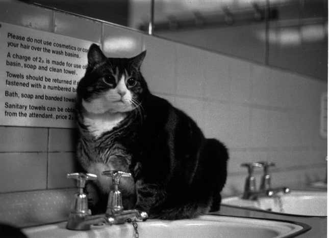 Image for article titled Gaze Upon This Famous Fat Cat Who Lived in a Train Station Toilet