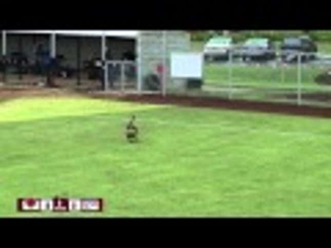 Softball Glove-Stealing Pit Bull Is The Second-Best Sports Dog
