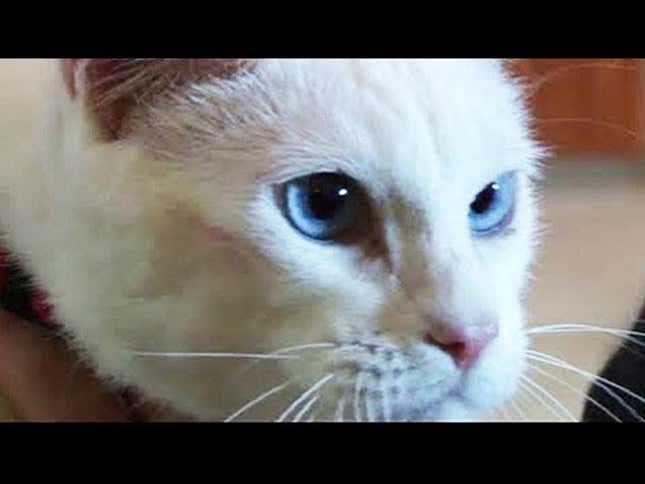 Slightly Defective Museum Cat Clearly The Animal To Beat In Predicting The World Cup