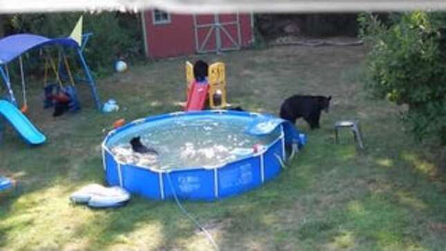 Little Girl Has Meltdown When Nature Sends Six Bears to Rip Up Her Pool