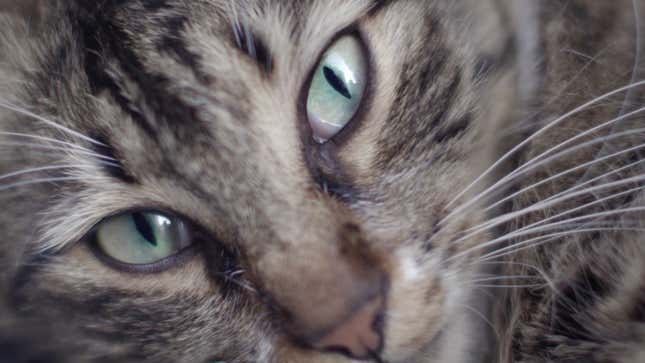 This Cat Documentary <i>Kedi</i> Will Be Way Better Than <i>Keanu</i>