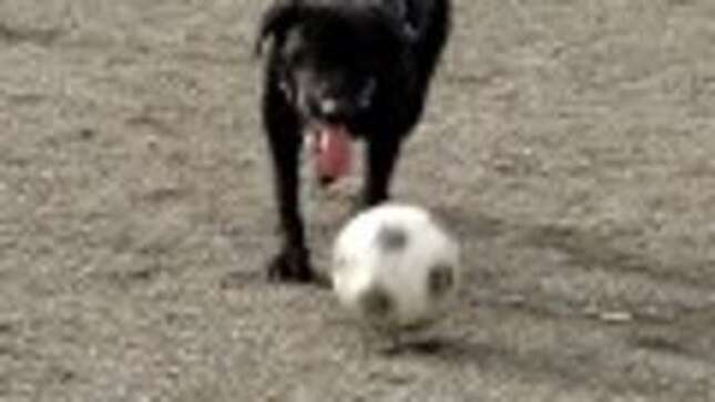Watch Java The Lab Play Soccer Like David Beckham