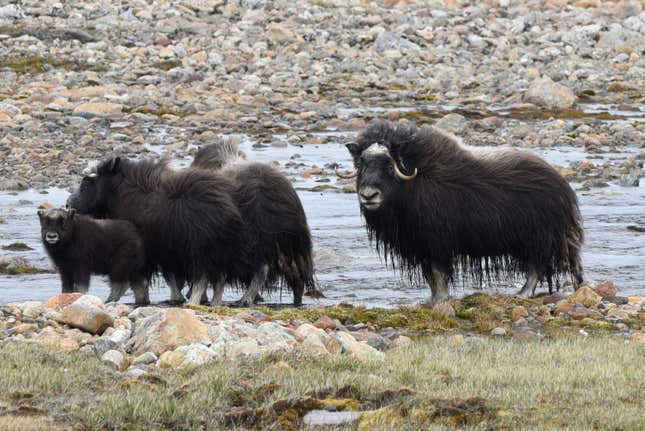 A family of local Greenlanders—in this case musk ox—intruding on Thule Air Force Base. 