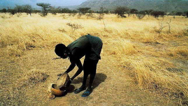 A woman gathers fonio in Mali