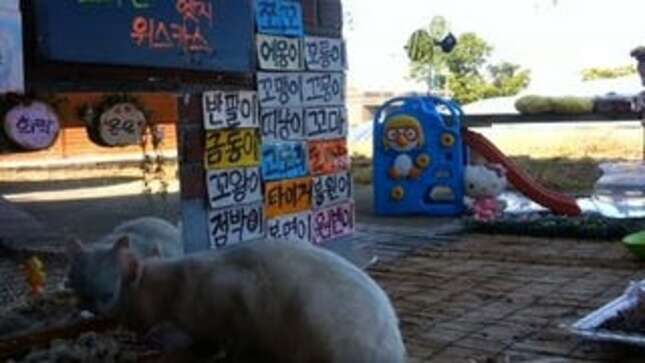 Korean Livestreams of Stray Cats Eating Are Basically Neko Atsume in Real Life