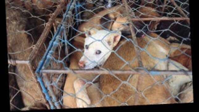 Leona Lewis and Lisa Vanderpump Partnered to Create This Alarming PSA on Behalf of Dogs