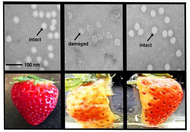 Radiation-Eating Bacteria: Deinococcus Radiodurans. - BioLabTests