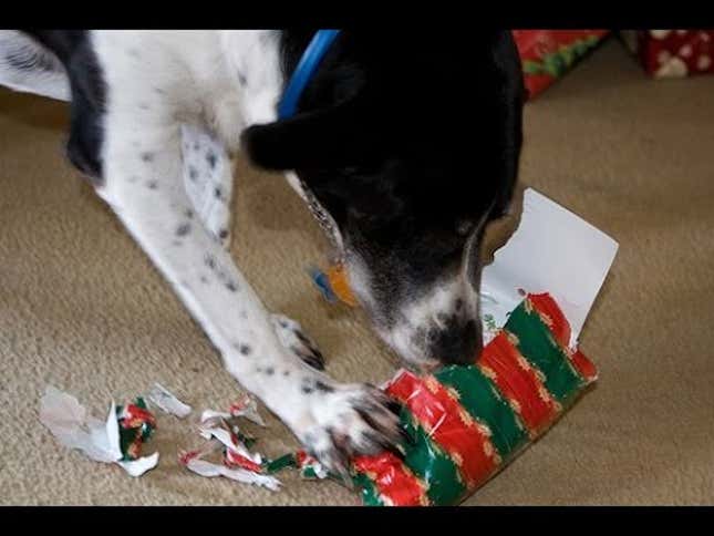 Excited Dogs Lose Their Shit Opening Presents
