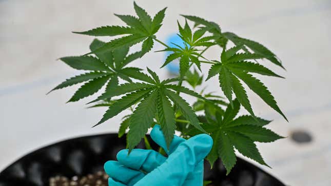 Image for article titled Drugs, Drugs, DRUGS!!!!
