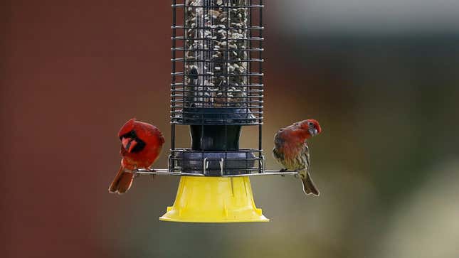 Image for article titled Don't Trust The Birds