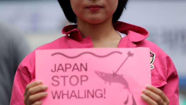 A member of civic group holds a sign during a rally against Japan’s commercial whaling near the Japanese embassy in Seoul, South Korea, Wednesday, June 19, 2019.