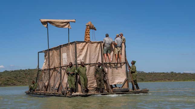 The barge includes tall fencing to keep Asiwa from falling over. Asiwa was sedated and had a hood placed on her to keep her calm during the mile-long journey across the lake. 