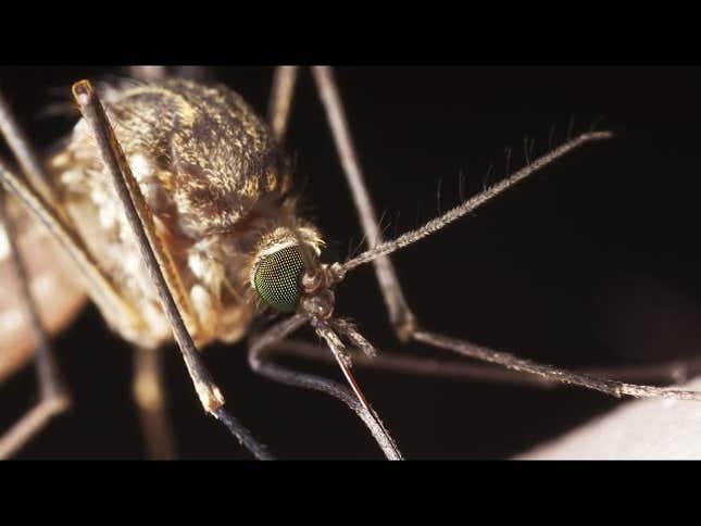 The Most Effective Bug Repellents, According to Consumer Reports