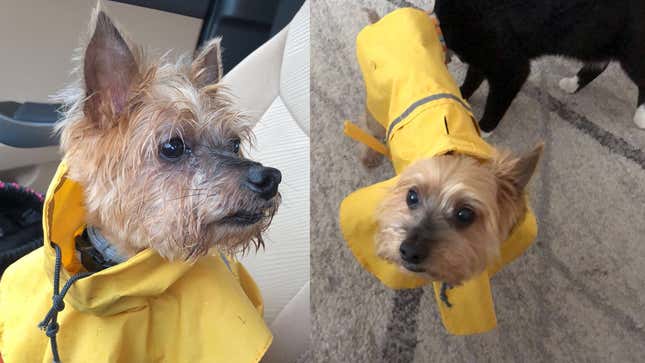 Image for article titled What Raincoat Should I Buy For My Dog?