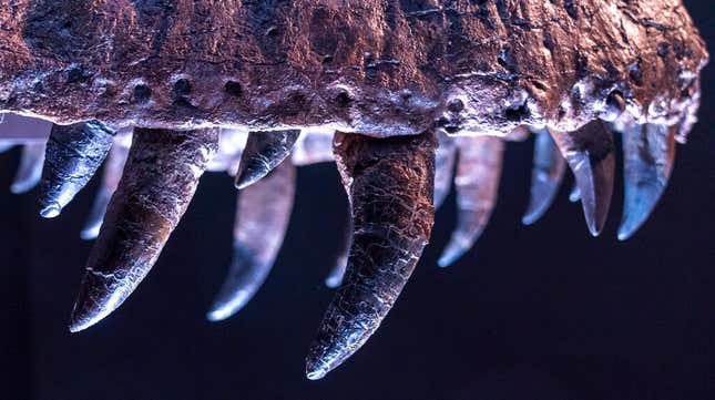 Teeth from the T. rex specimen “Stan.”