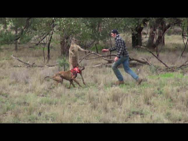 The Giants Got Motivated This Week By Watching A Guy Punch A Kangaroo