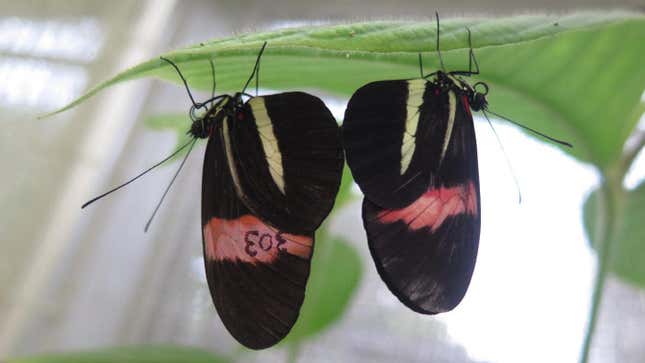 Heliconius melpomene butterflies mating in captivity in Panama.