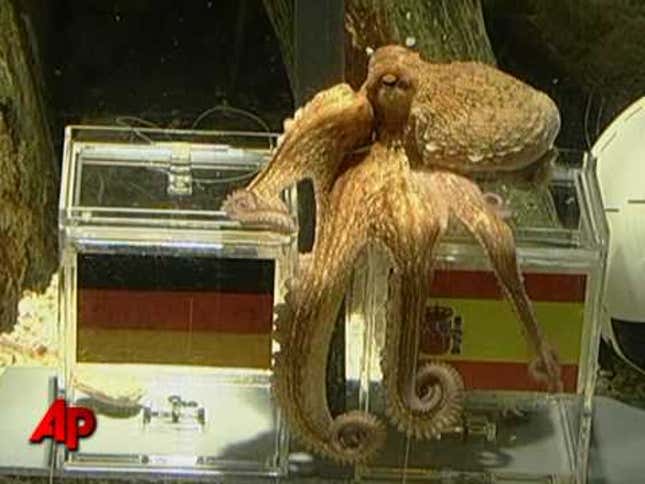 Psychic World Cup-predicting octopus did not see this coming