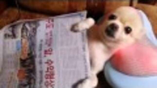 Someone Get This Dog a Margarita and a Magazine