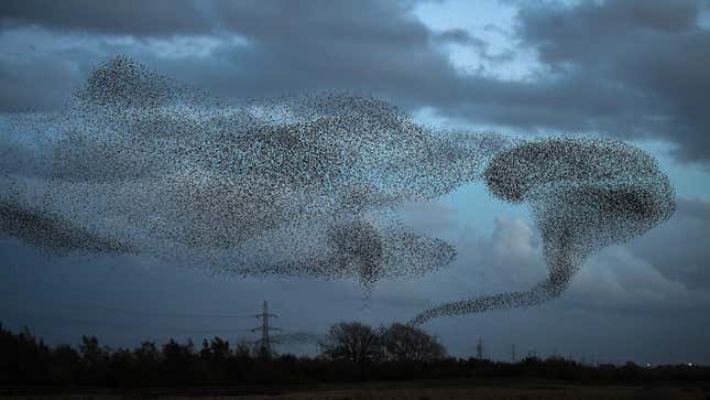 Even though a murmuration can involve thousands of starlings, some scientists suggest that they only coordinate with their seven closest neighbors.