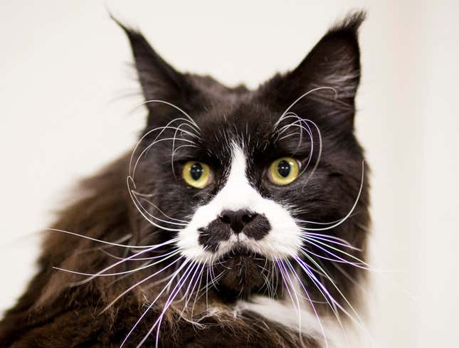 Image for article titled Cat’s Whiskers A Little Much