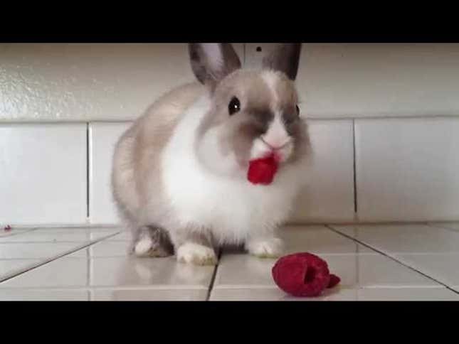 This Bunny Eating Raspberries is Absolutely Mesmerizing