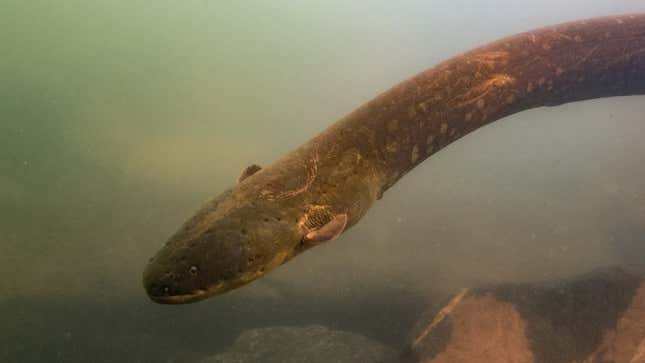 The electric eel (Electrophorus voltai) in the Xingu River.